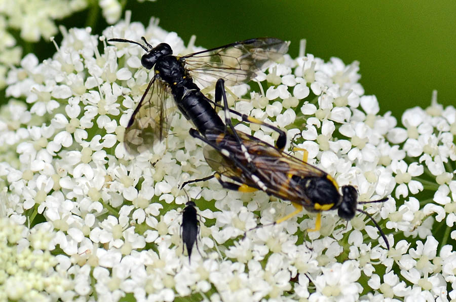 Macrophia montana in accoppiamento